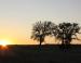 Oak, sunset, Lewisville, Texas