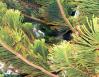 Norfolk Island Pine, Costa Rica