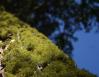 Mossy Ponderosa Pine, Yosemite National Park, California