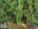 Norway Spruce, Madison, WI