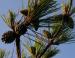 Longleaf Pine cones, Raleigh, NC