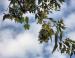 Late summer near the Madison University Arboretum: Maple keys