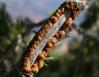 Hardened sap, scarred Pinion branch, Grand Canyon, Arizona