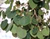 Quaking Aspen, Taos, New Mexico