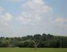 Lone dead tree, southern Oklahoma farm field