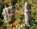 Cypress knees, Irving, Texas