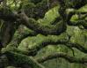 The Angel Oak covered in ferns and moss, South Carolina