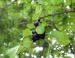 European Buckthorn, an invasive species, near Madison