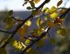 Western Serviceberry, Yosemite National Park, CA