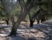 Almond grove, central California