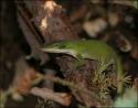 Green Anole, Lewisville, Texas