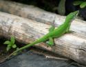 Green Anole, Lewisville, Texas
