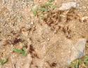 Army Ants, Lake Cote Cloud Forest Reserve, Costa Rica