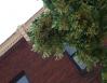Basswood, Baltimore, Maryland
