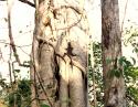 Ficus and Iguana, dry tropical forest, Palo Verde National Park, Costa Rica