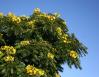 Cassia, Santa Cruz, California