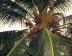 Coconut Palm, Costa Rica