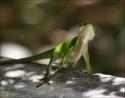 Male Green Anole, Lewisville, Texas