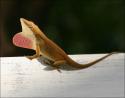 Male Green Anole posturing with dewlap, Lewisville, Texas