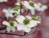 Eastern Dogwood, late March, Lewisville, Texas
