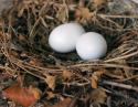 Mourning Dove eggs, Lewisville, TX