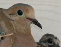 Mourning Dove and chick