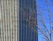 Poplar and CN Tower, Edmonton, Alberta