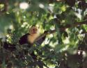 Ficus trees, Whitefaced Monkey, Manuel Antonio National Park, Costa Rica