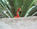 Scarlet Flamingo, Dallas World Aquarium