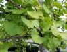 Ginkgo, Roanoke, Virginia