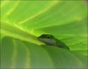 Green Anole, Lewisville, Texas