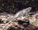 Large Iguana, near Playa Grande, Costa Rica