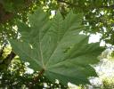 Bigleaf Maple, Salt Spring Island, BC, Canada