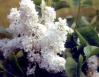 White Lilac, Kingston, Ontario, Canada