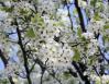 Linden in bloom, mid-March, Dallas, Texas