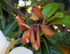 Magnolia, dying flower, Dallas, Texas