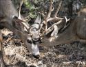 White-tailed deer, Grand Canyon park area, Arizona