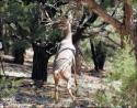 White-tailed deer reaching for new pine shoots, Grand Canyon park area, Arizona