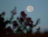 Full Moon over Crape (or Crepe) Myrtle, Aug. 29th, 2007, Lewisville, TX 