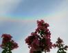 Sun dog, Crape Myrtle, Lewisville, TX 