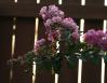 Summer sunrise, Crape Myrtle, Lewisville, TX 