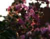Summer sunrise, Crape Myrtle, Lewisville, TX 