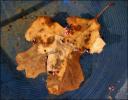 Red Oak leaf, Springtime, Lewisville, Texas