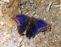 Owl-faced butterfly, Tierras Morenas, Costa Rica