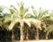 Palm plantation near Carara Biological Reserve, Costa Rica: palm oil exports