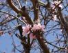 Peach Tree blossoms, mid-March, Lewisville, Texas