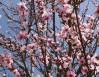 Peach Tree in bloom mid-March, Lewisville, Texas