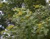 Unidentified: like a poplar but leaves not toothed, Asheville, North Carolina