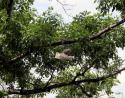 Runners in trees or slung over city cables are seen all over North America. Red Deer, Alberta, Canada