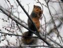 Squirrel, Coppell urban forest, TX